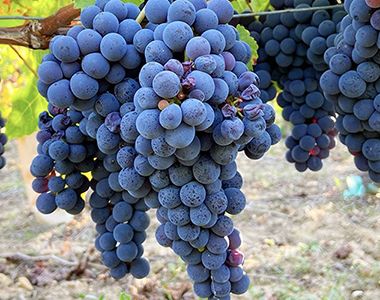 Organic Grapes